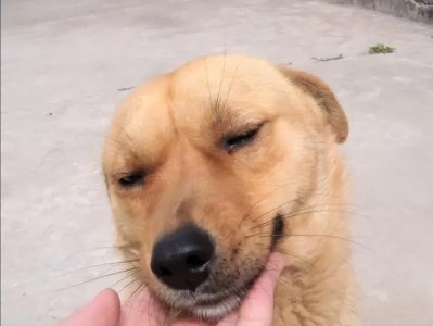 ​狗肉的正确吃法炖什么好吃（狗肉这三种好吃的做法）