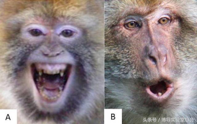 关于猴子的动态表情包（猴子面部表情大解读）(4)
