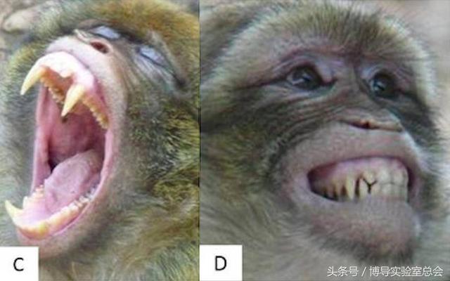 关于猴子的动态表情包（猴子面部表情大解读）(5)