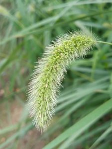 ​狗尾巴草的花语（有4个唯美的花语）