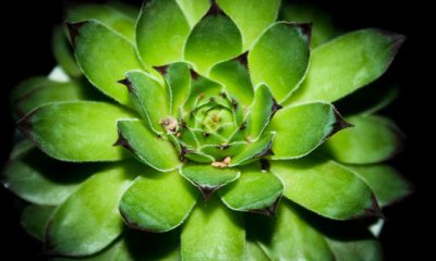 ​宝石花的养殖方法-宝石花是怎样的？