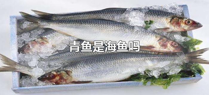青鱼是海鱼吗