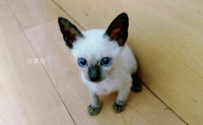 ​饲养暹罗猫的注意事项 定期体检和接种疫苗(性格活泼)