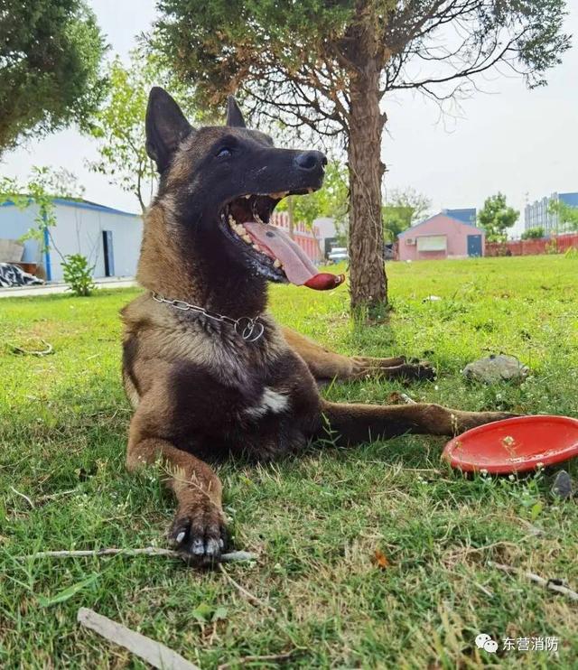 带你了解搜救犬的训练日常（一起了解搜救犬的训练日常）(3)