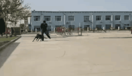 带你了解搜救犬的训练日常（一起了解搜救犬的训练日常）(5)