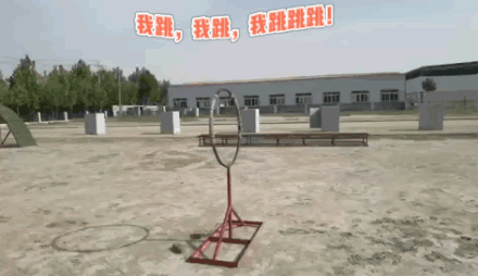 带你了解搜救犬的训练日常（一起了解搜救犬的训练日常）(8)