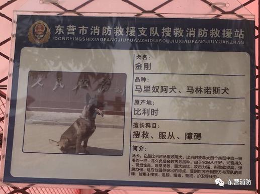 带你了解搜救犬的训练日常（一起了解搜救犬的训练日常）(4)