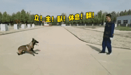 带你了解搜救犬的训练日常（一起了解搜救犬的训练日常）(6)