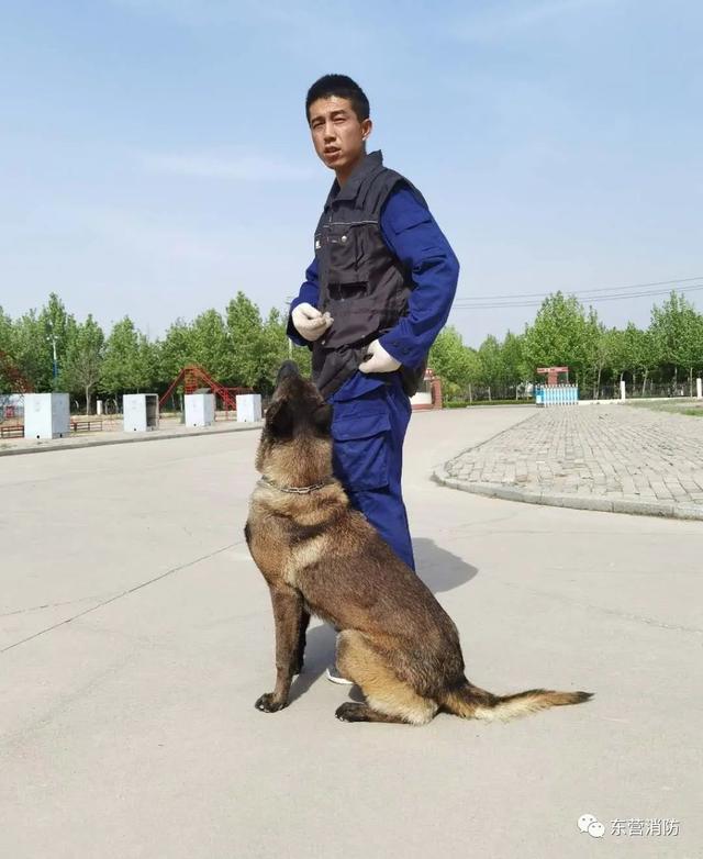 带你了解搜救犬的训练日常（一起了解搜救犬的训练日常）(9)