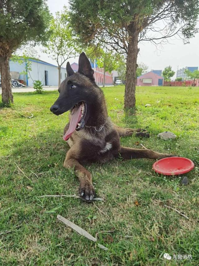 带你了解搜救犬的训练日常（一起了解搜救犬的训练日常）(10)