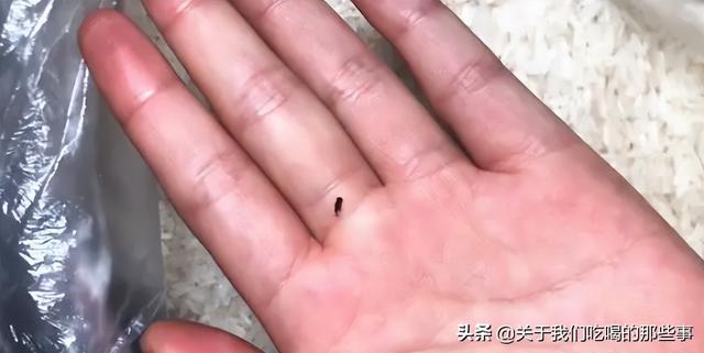大米怎么储存不受潮不生虫子（原来保存大米如此简单）(3)