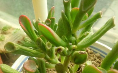 ​筒叶花月是什么？筒叶花月的养护方法