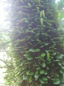 ​鱼鳖草功效与作用（鱼鳖草功效与作用讲解）