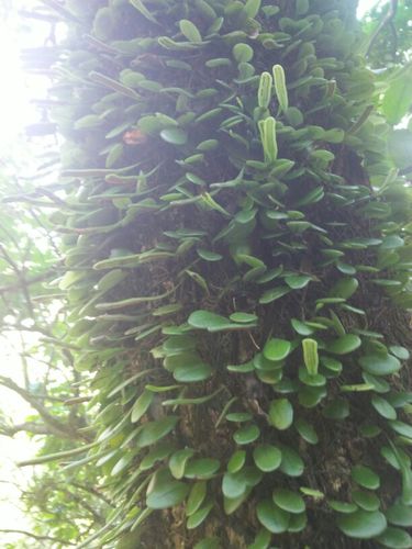 鱼鳖草功效与作用（鱼鳖草功效与作用讲解）