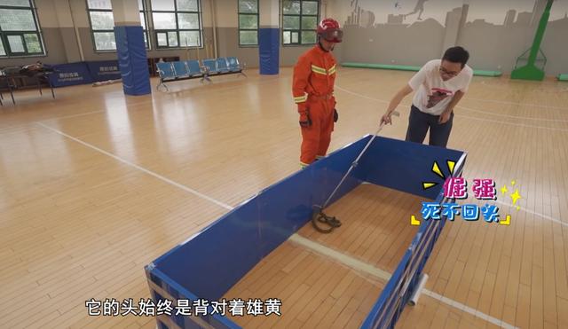 鹅对蛇有没有杀伤力（为何说蛇不敢靠近鹅）(11)