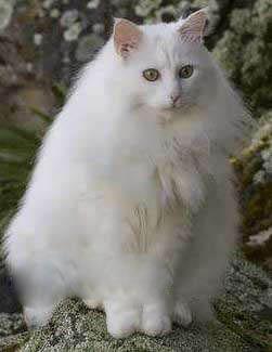世界上可爱的十大猫咪（盘点世界上最可爱的十大猫咪）(7)