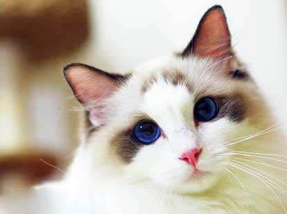 世界上可爱的十大猫咪（盘点世界上最可爱的十大猫咪）(2)