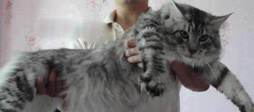世界上可爱的十大猫咪（盘点世界上最可爱的十大猫咪）(3)