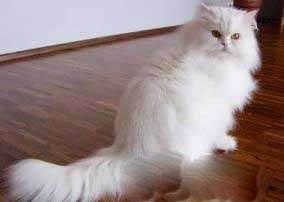 世界上可爱的十大猫咪（盘点世界上最可爱的十大猫咪）(8)