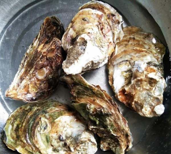 牡蛎可以整个蒸,生蚝不撬开能直接蒸多久图2