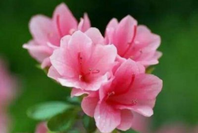 ​杜鹃花的花语和传说故事：花语是永远属于你_源自杜鹃啼血