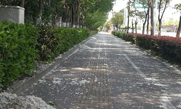 杨絮怎么拼音