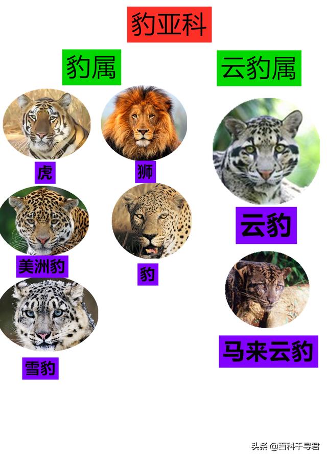 美洲豹是花豹的一种吗（它被误传为最大的花豹亚种）(2)