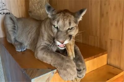 ​北美美洲狮：生计在北美洲的伟大逮猎者（雄性更宏大）