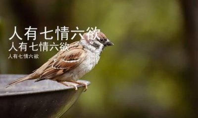 ​七情六欲是什么意思，断了七情六欲是什么意思？