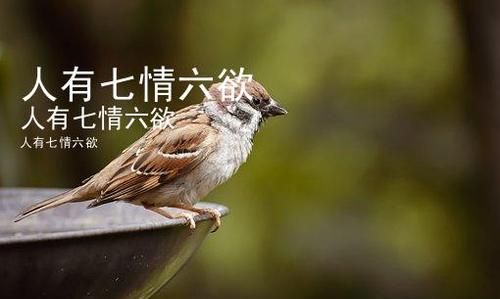 断了七情六欲是什么意思