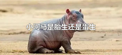 ​小河马是胎生还是蛋生（宠物小河马是胎生还是蛋生）