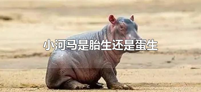 小河马是胎生还是蛋生