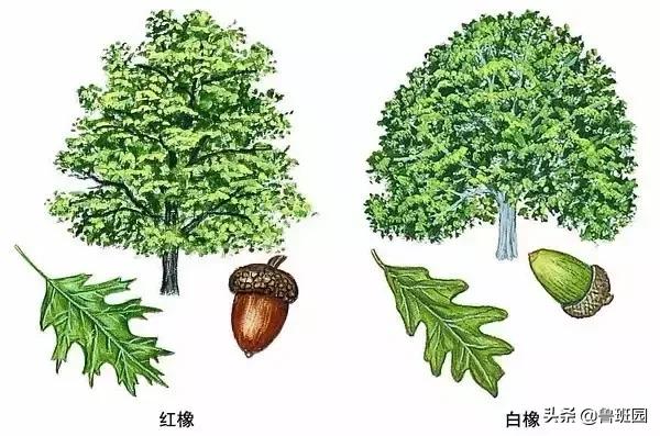 橡木相关知识（史上最专业橡木介绍）(10)