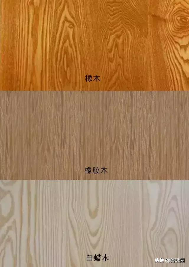橡木相关知识（史上最专业橡木介绍）(8)