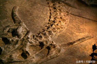 ​世界上真的有龙存在吗未解之谜（世界上真的有龙吗）
