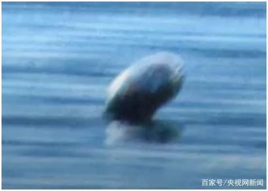 尼斯湖水怪（世界十大水怪）(8)