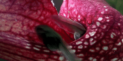 世界上有食人花这种植物吗（食人植物不存在）(22)