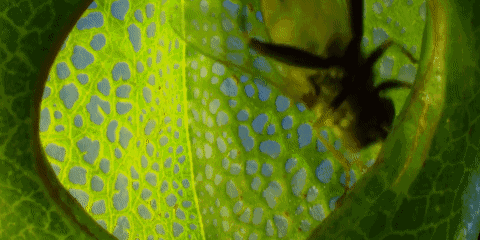 世界上有食人花这种植物吗（食人植物不存在）(24)