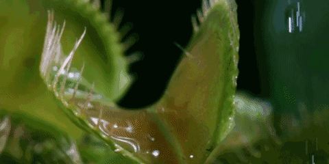 世界上有食人花这种植物吗（食人植物不存在）(20)