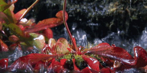 世界上有食人花这种植物吗（食人植物不存在）(21)