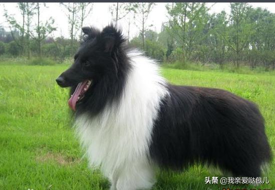 新手养狗基础知识大全（新手养狗基本知识100问）(9)