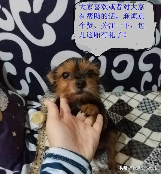 新手养狗基础知识大全（新手养狗基本知识100问）(10)
