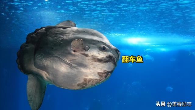 世界上最笨的动物排名(世界十大最笨的动物)(5)