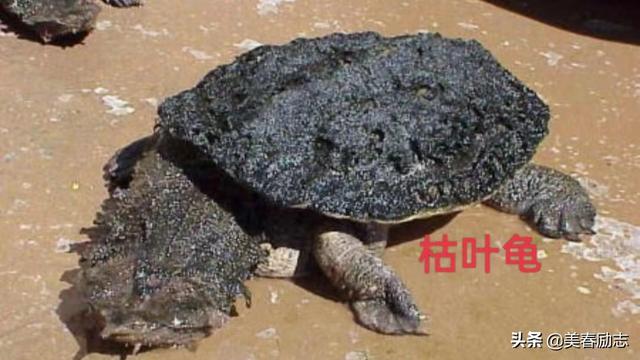 世界上最笨的动物排名(世界十大最笨的动物)(11)
