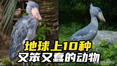 ​世界上最笨的动物排名(世界十大最笨的动物)
