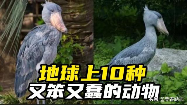 世界上最笨的动物排名(世界十大最笨的动物)(1)