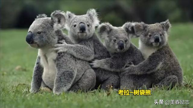 世界上最笨的动物排名(世界十大最笨的动物)(8)