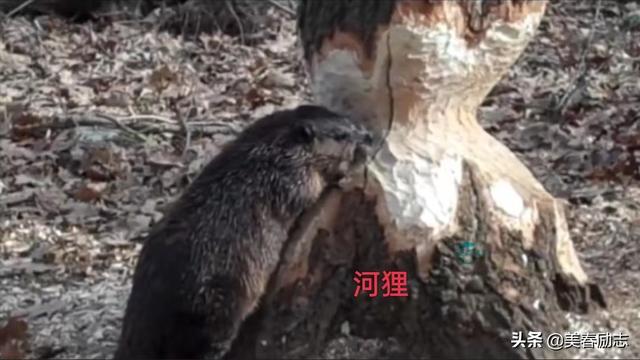 世界上最笨的动物排名(世界十大最笨的动物)(9)