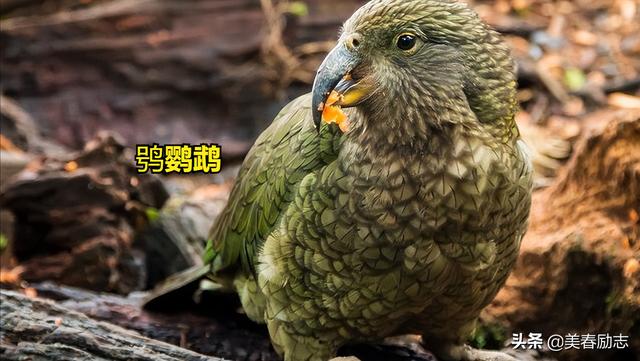 世界上最笨的动物排名(世界十大最笨的动物)(4)