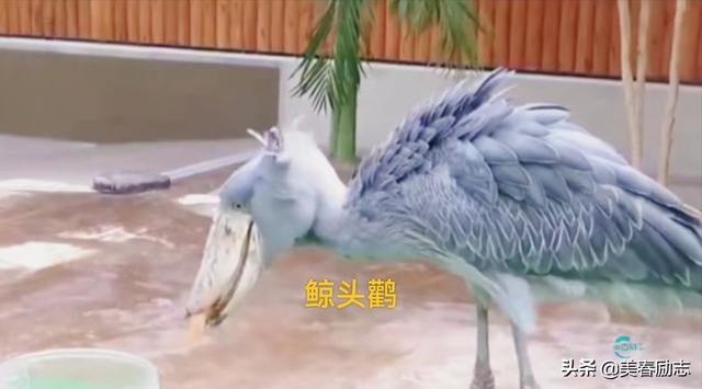 世界上最笨的动物排名(世界十大最笨的动物)(6)
